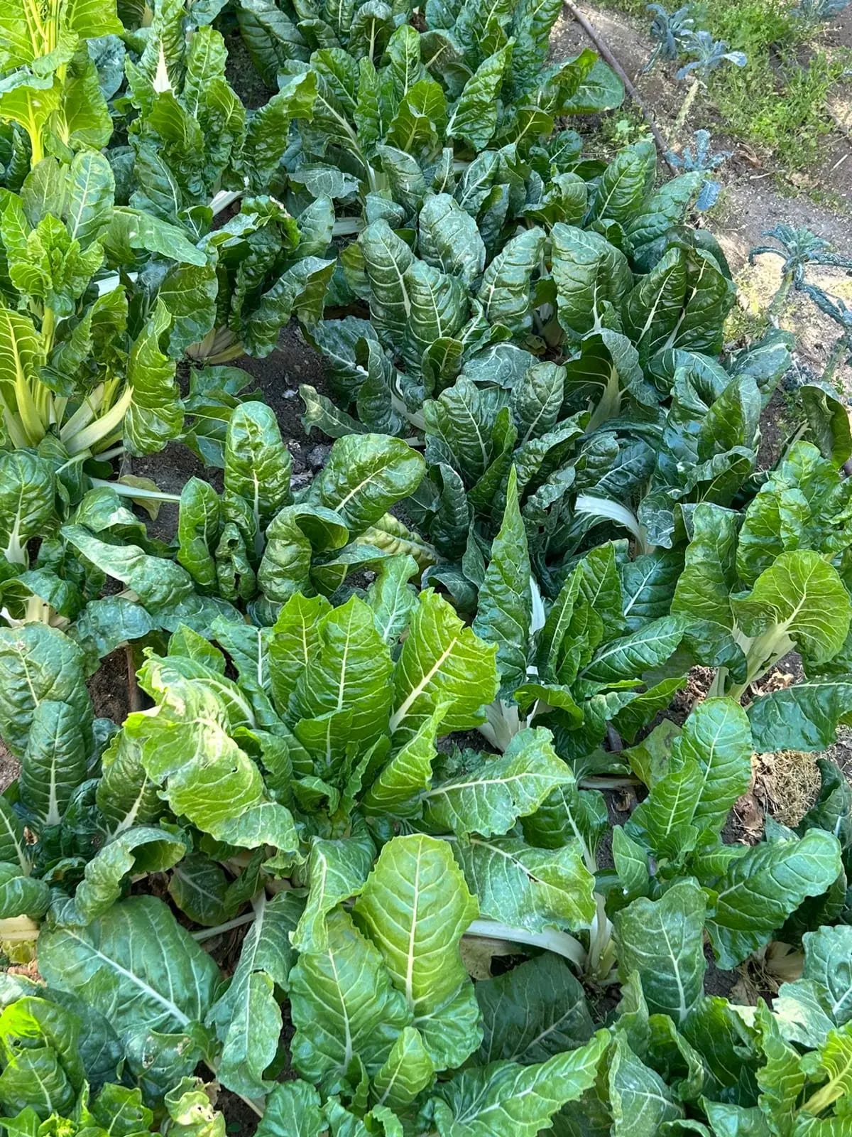 Rows of chard and garden greens growing in the Village of Peace fields