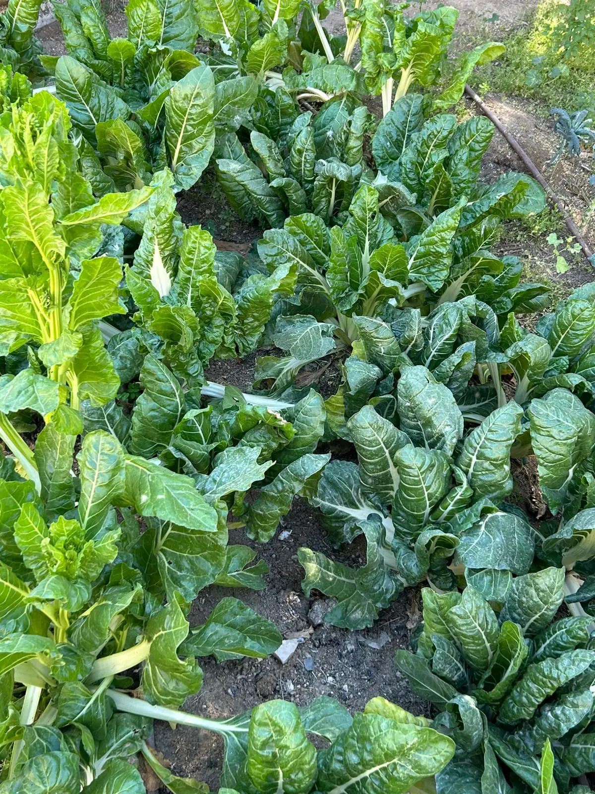 Rows of chard growing in the Village of Peace gardens