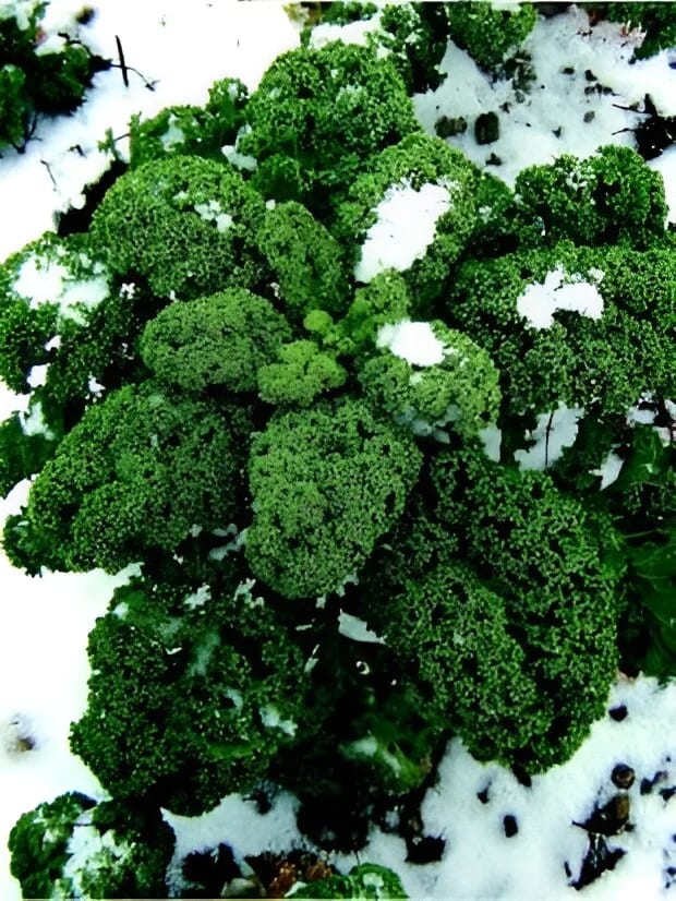 Green kale leaves growing in the Village of Peace gardens