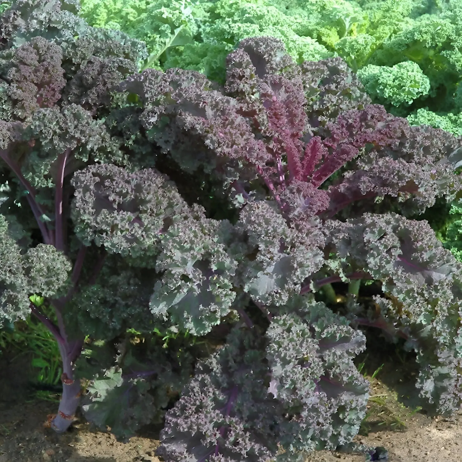 Purple kale leaves growing in the Village of Peace gardens