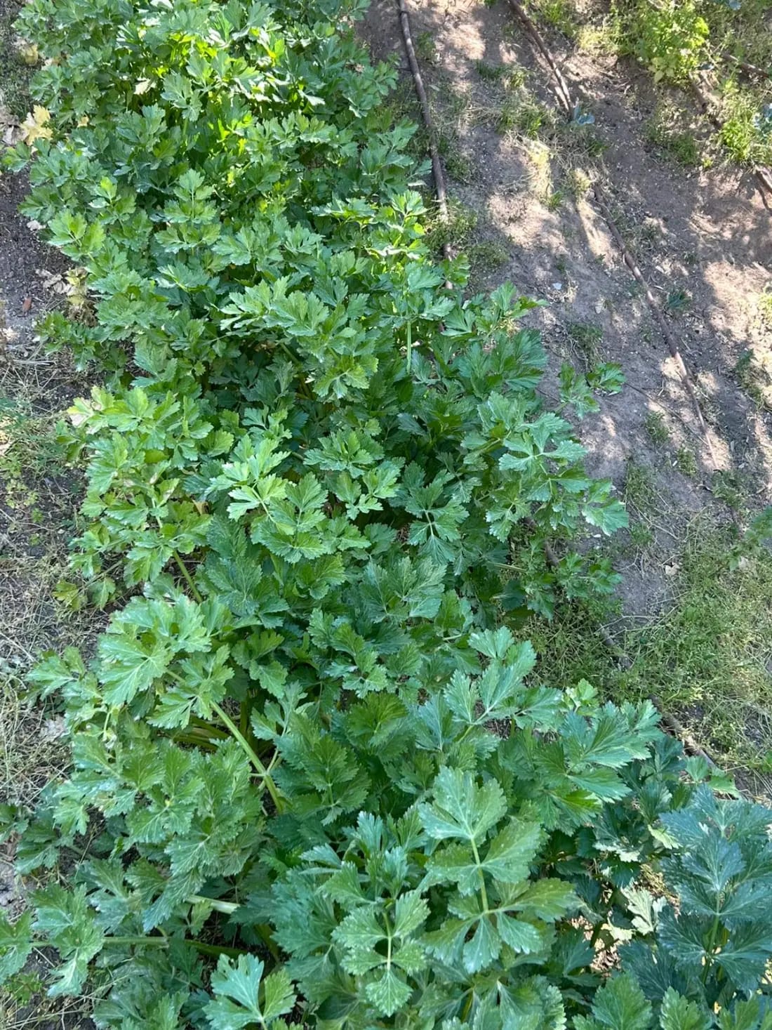 Overhead rows of parsley growing in the Village of Peace gardens