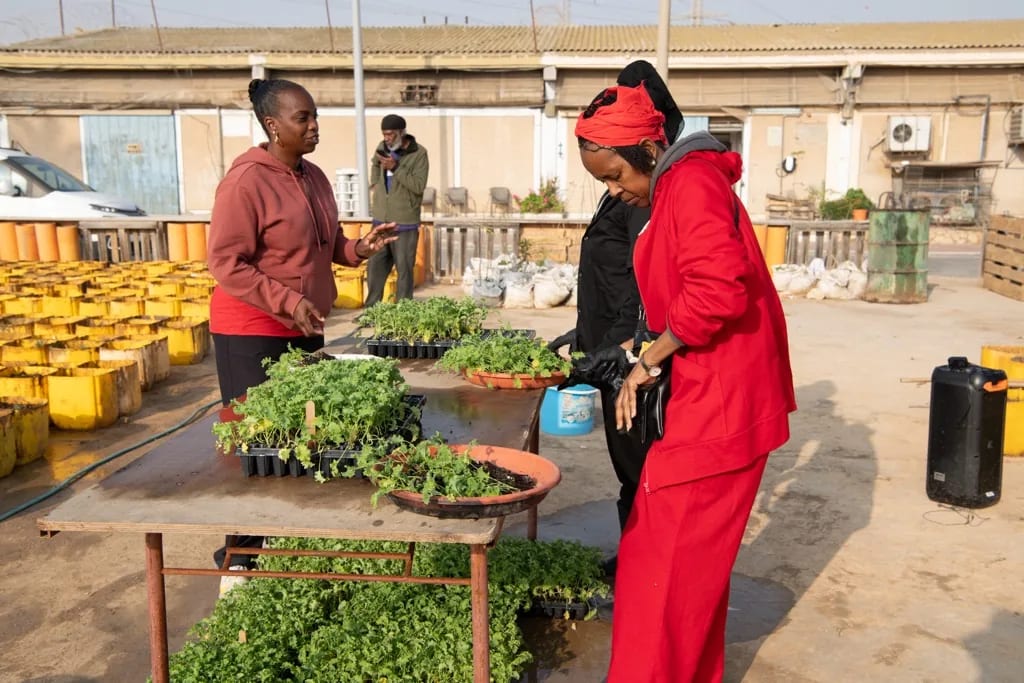 Village growers standing beside seedling tables